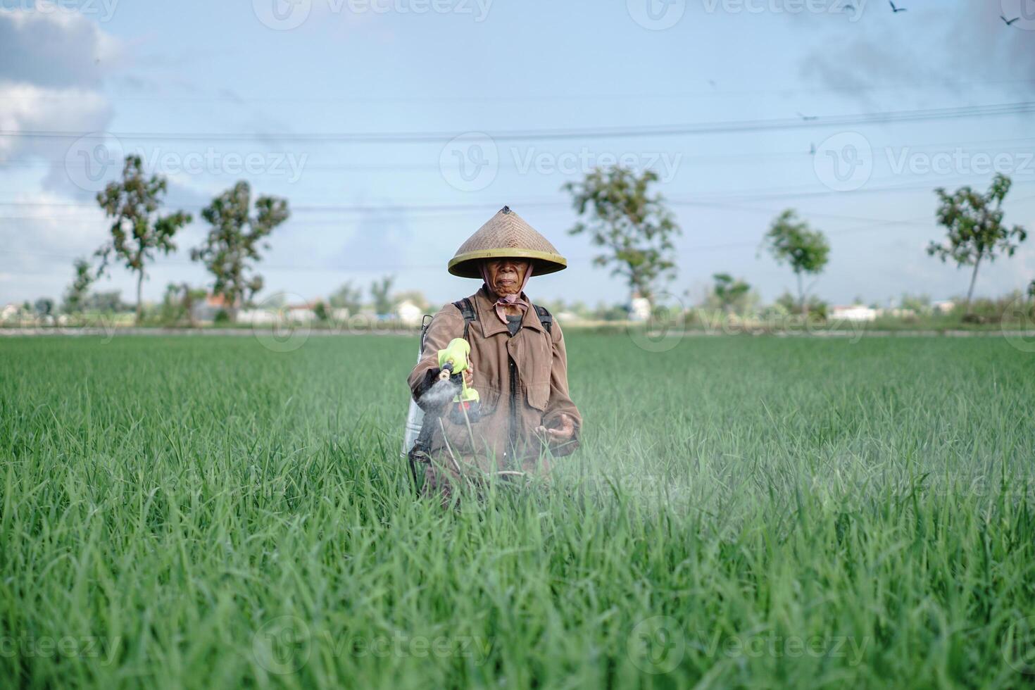 A senior male farmer spraying pesticide on rice green field. Protect rice field from plant pests. Elder working at nature. photo