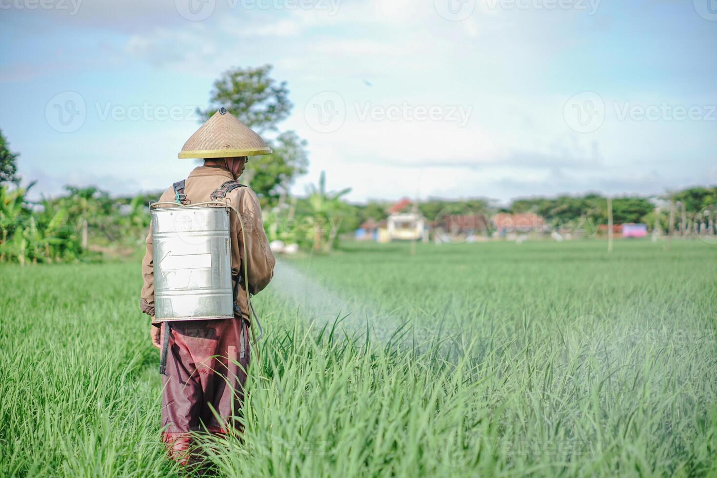A old man farmer spraying pesticide on rice field. Elder working at nature. Protect rice field from plant pests. photo