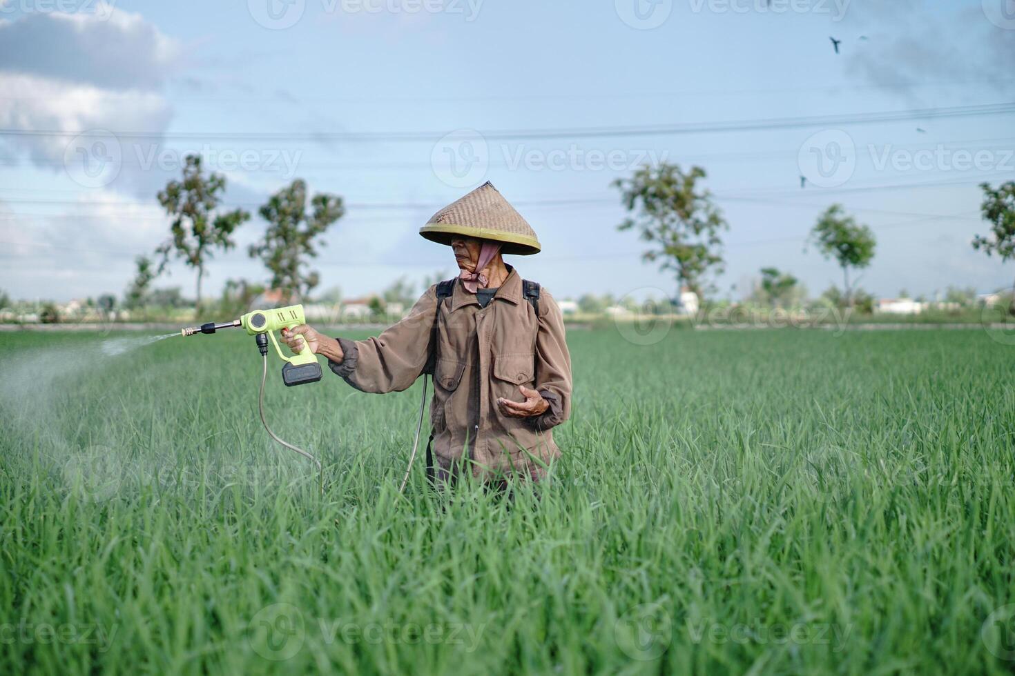 A old man farmer spraying pesticide on rice green field. Protect rice field from plant pests. Elder working at nature. photo