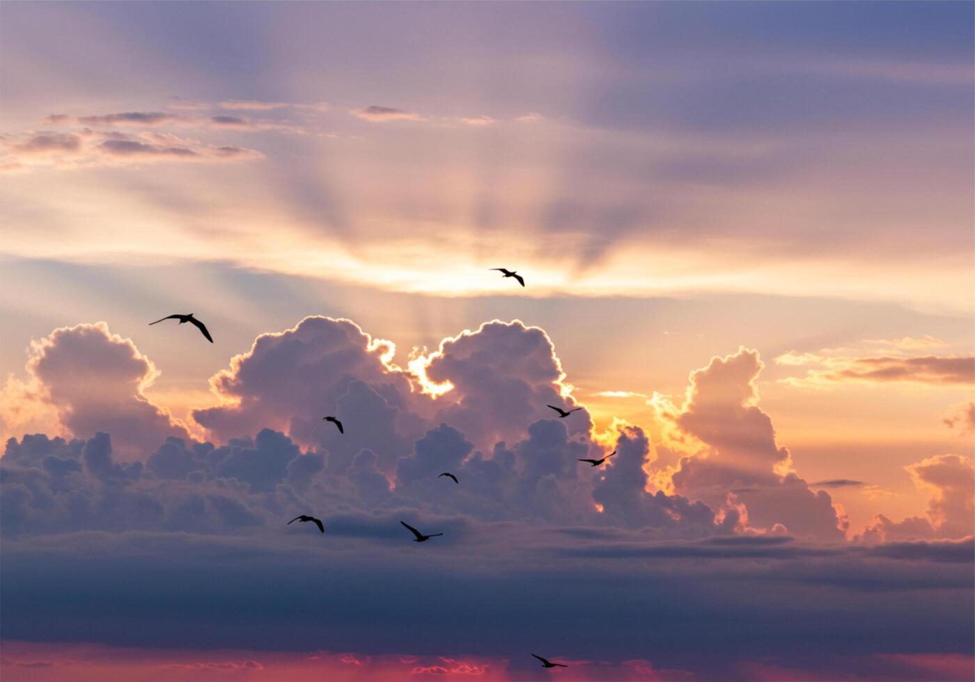 Silhouette birds flying in sunset sky with clouds photo