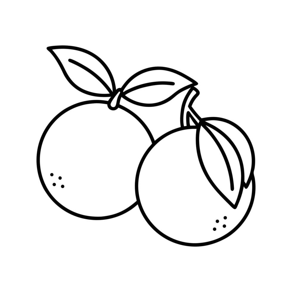 Two Oranges with Leaves Line Drawing Black and White Illustration vector