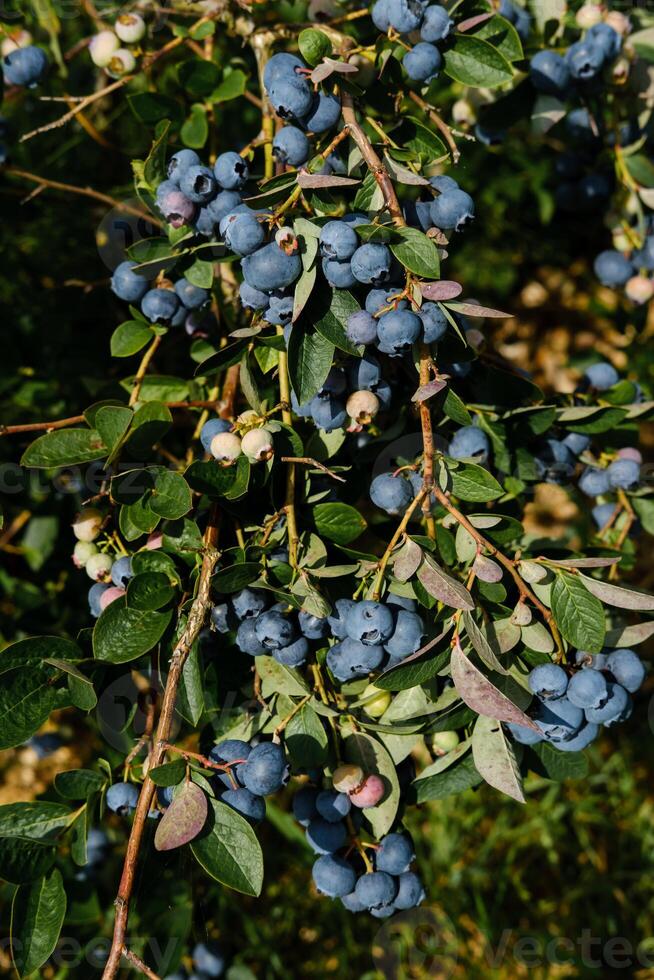 Close-up view of ripe blueberries hanging on the bush in a lush garden during late summer harvest time. photo