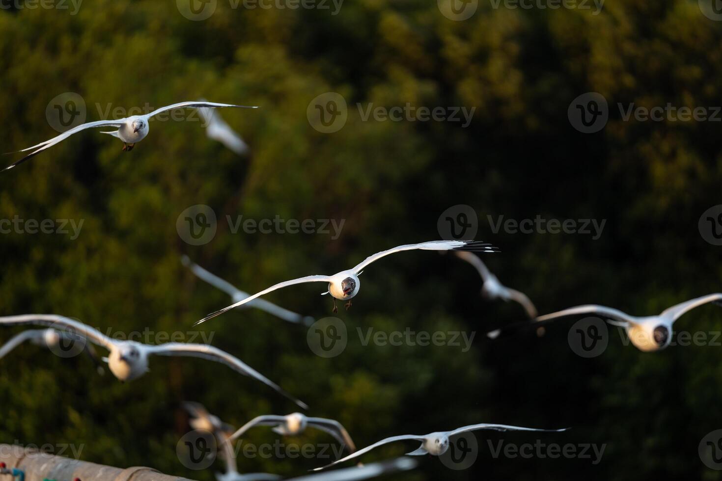 11 Many seagulls fleeing from the cold weather in Siberia come to Bang Pu, Samut Prakan Province, Thailand, from December to the end of March every year. photo