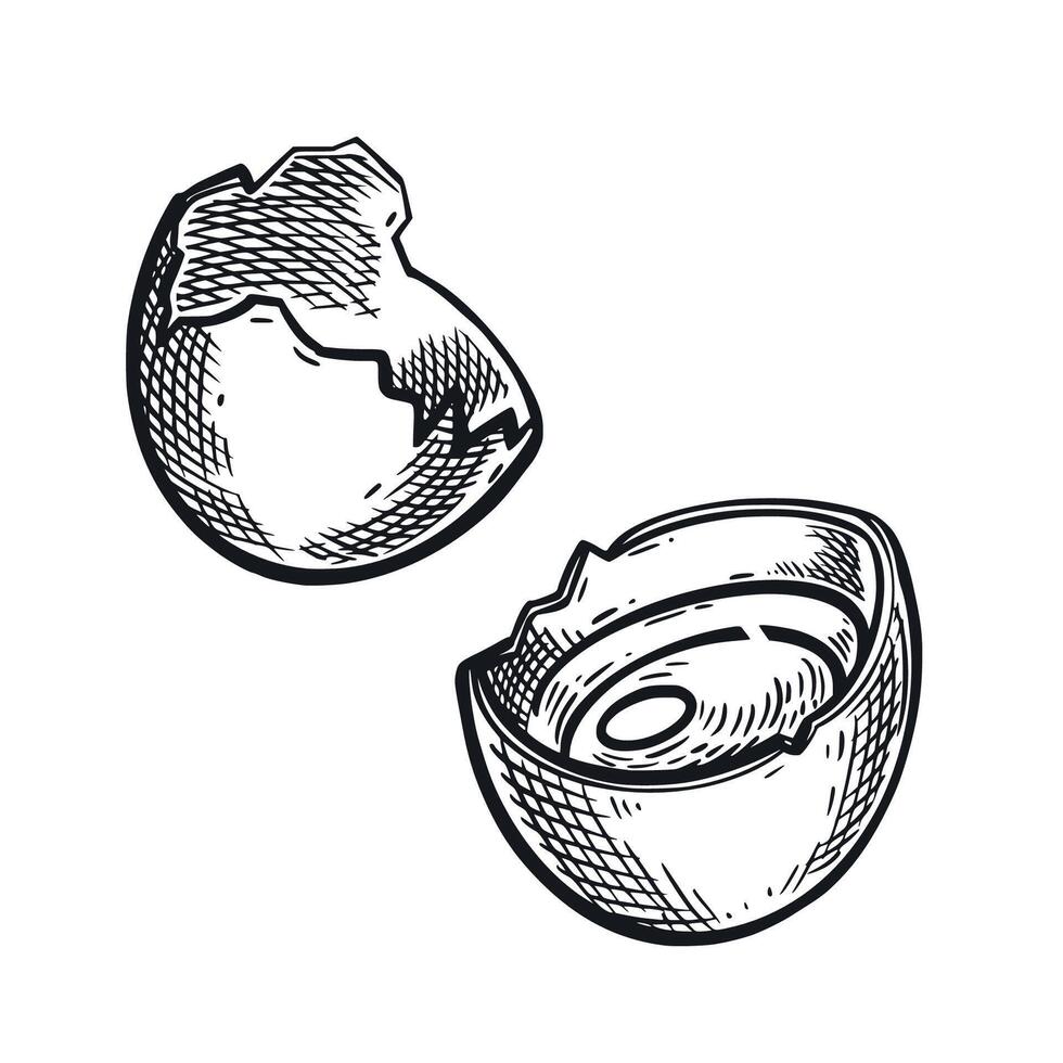 Broken chicken egg with yolk, shell, hand drawn in in dark gray. illustration. Suitable for food packaging design, printing on fabric, paper, creativity vector