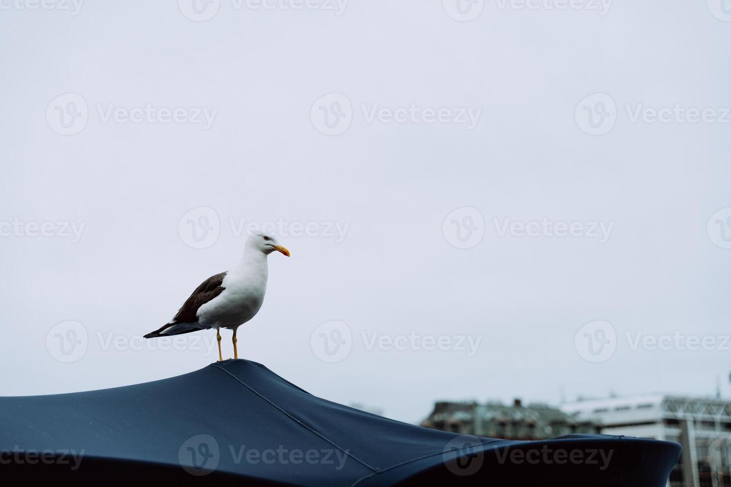 Seagull standing on canopy edge against cloudy sky in Bergen, Norway photo