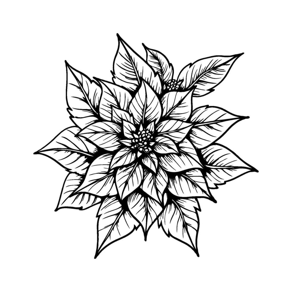 Black and white hand-drawn poinsettia flower with intricate leaf details on white background, representing natural beauty and floral elegance vector
