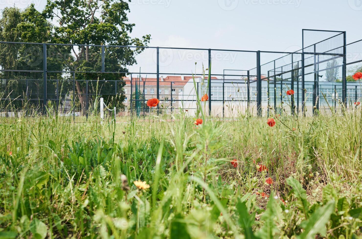 Field of grass with a fence in the background photo