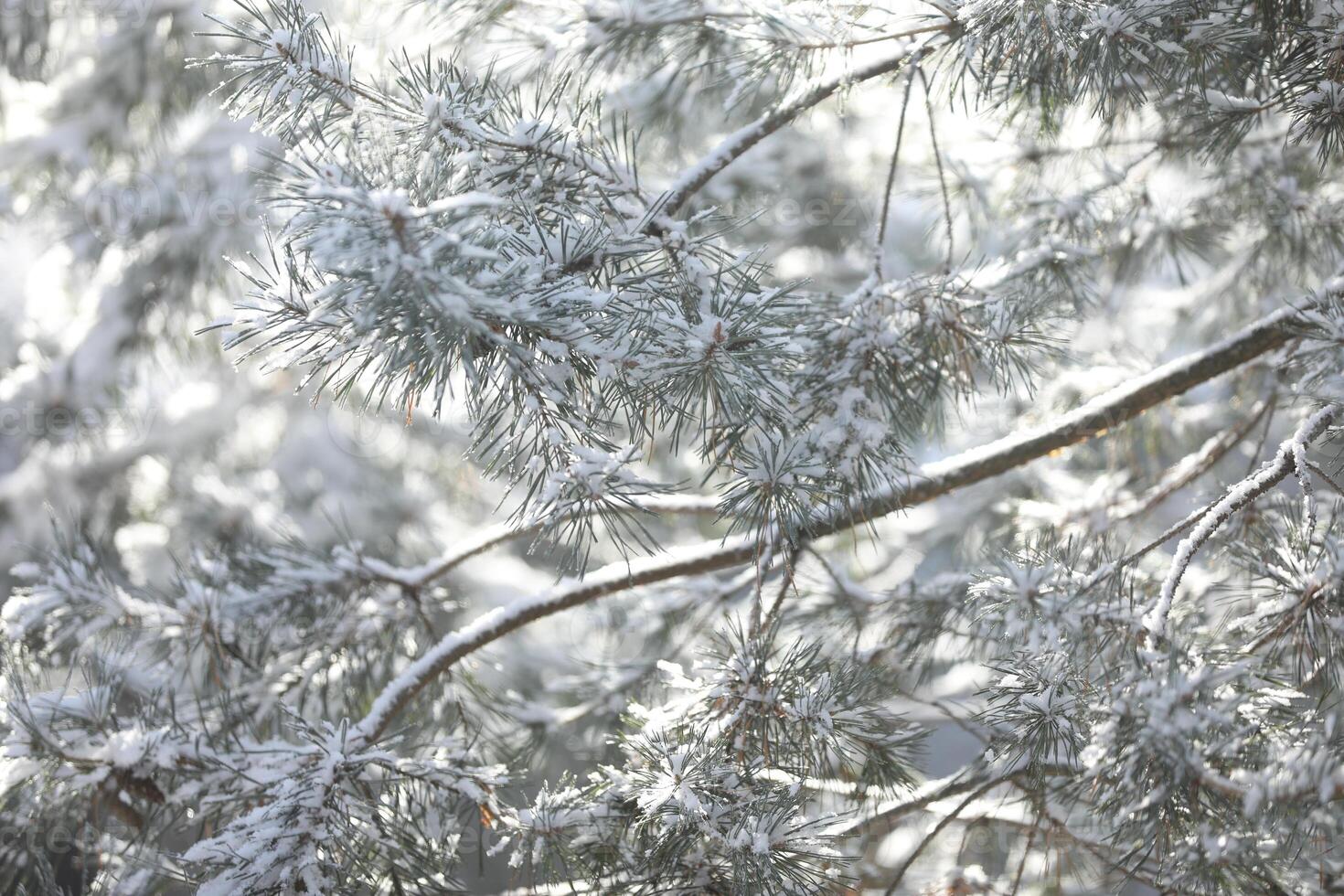 Pattern of pine branches with snow photo