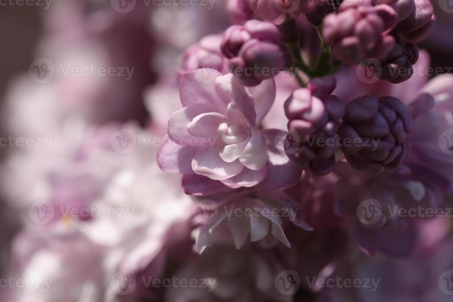 Purple lilac flowers photo