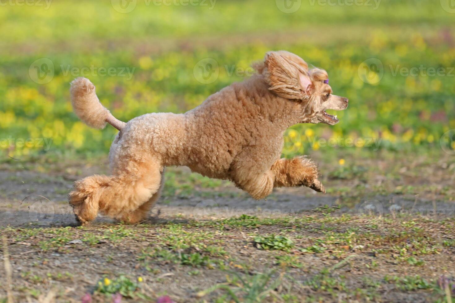 Cute red toy poodle walking on the grass photo