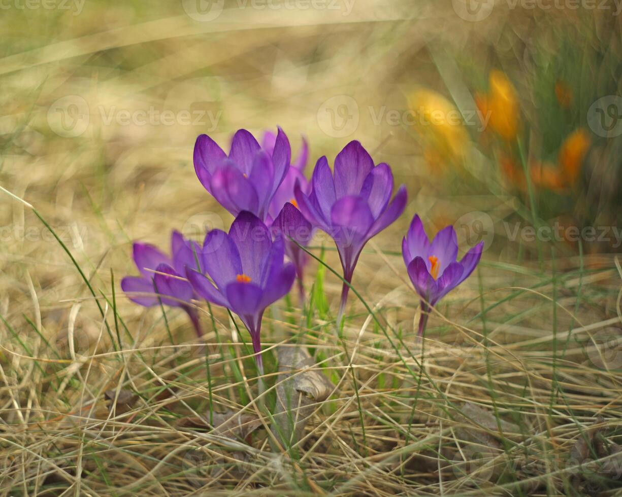 crocus flowers in the spring garden photo