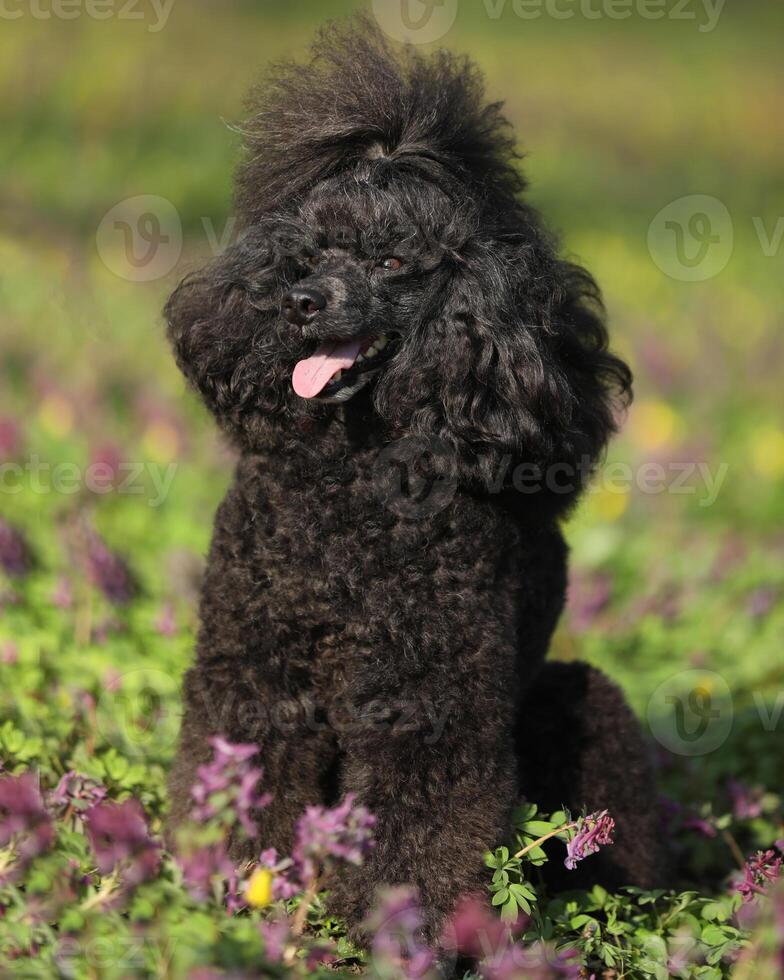 Cute black poodle sitting on the grass photo