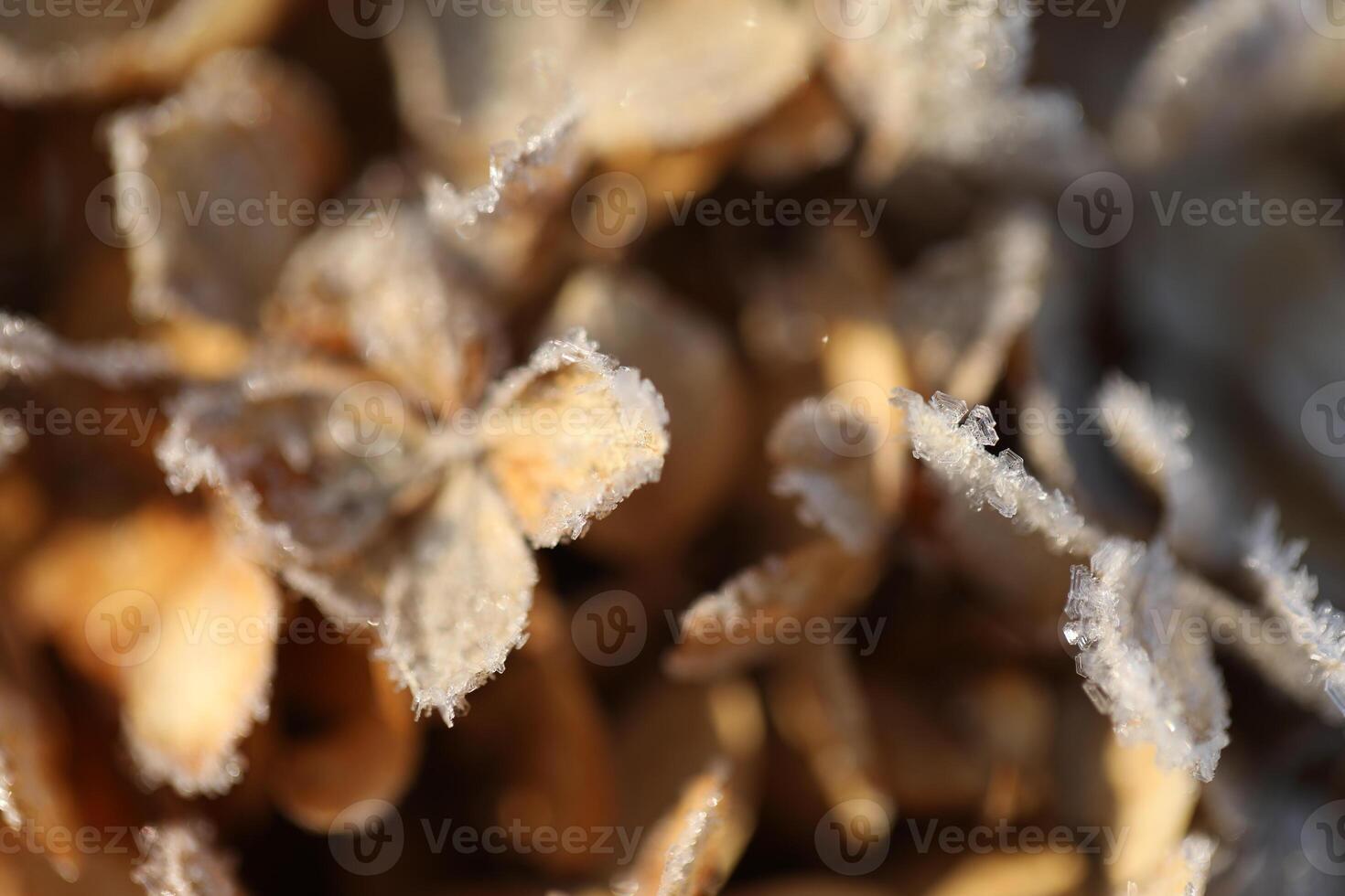 Dry hydrangea flowers with snow close up photo