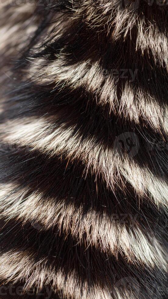 Detailed Close-Up of Black and White Striped Fur Showing Texture and Pattern During Daylight photo