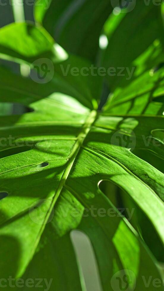 Vibrant Green Monstera Leaf Illuminated by Sunlight in a Tropical Setting Showcasing Intricate Leaf Structure and Shadow Patterns photo