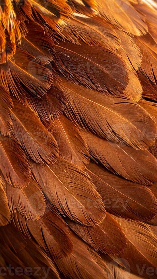 Close-up View of Rich Brown Feathers Showcasing Intricate Textures and Patterns on a Bird's Plumage photo
