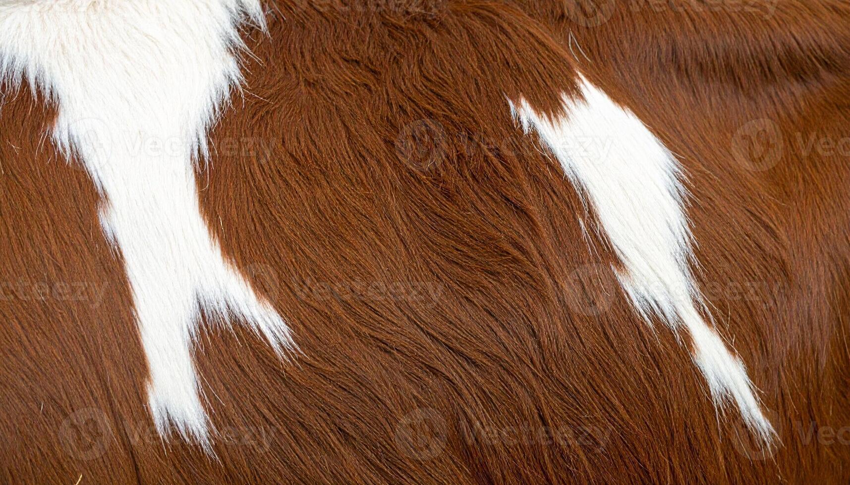 Brown Cow With White Patches Grazing in a Sunny Pasture on a Warm Afternoon photo