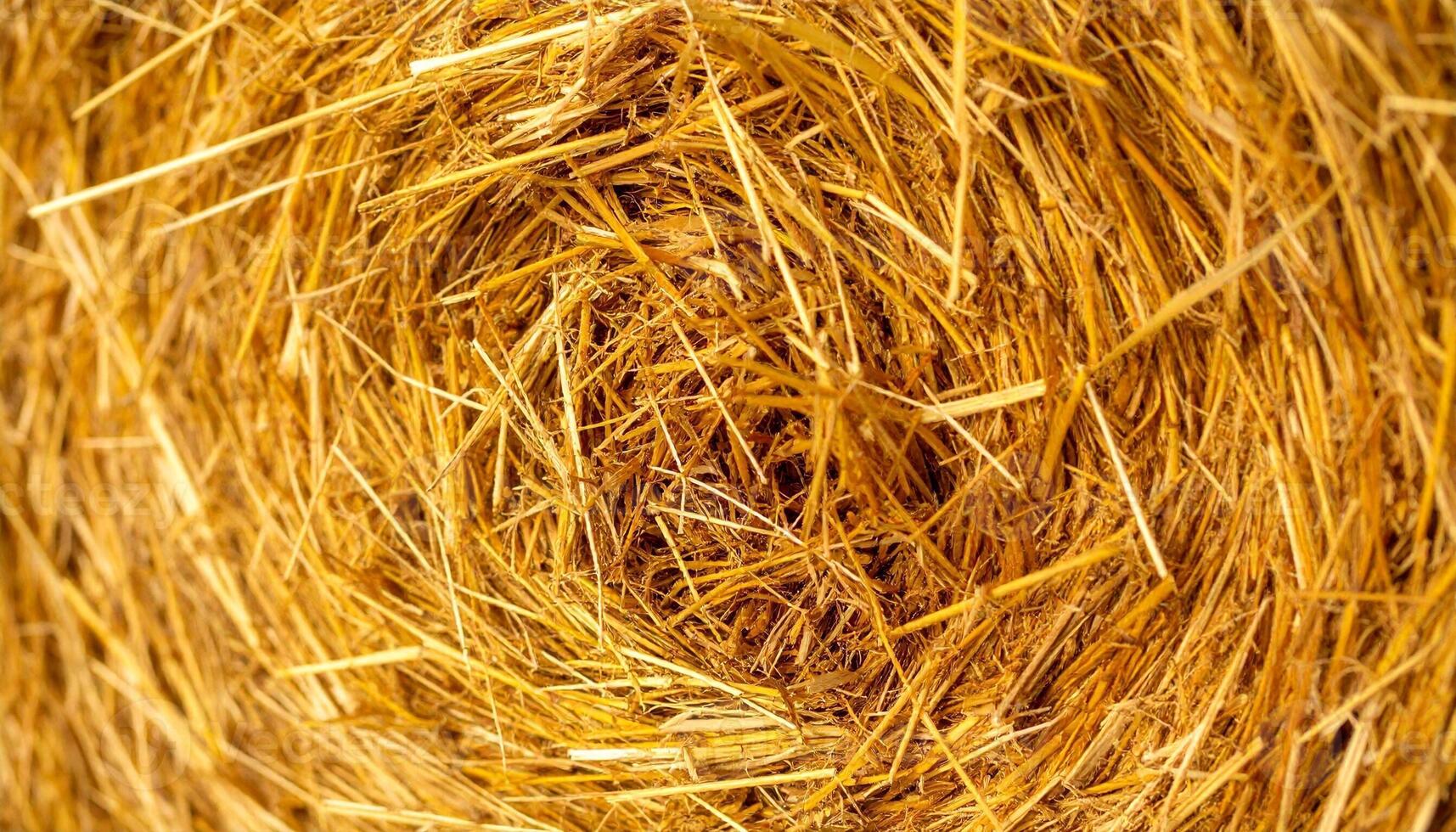 Round Straw Bale Stacked in a Farm Shed Showcasing Rural Life and Agricultural Practices in Sunlight photo