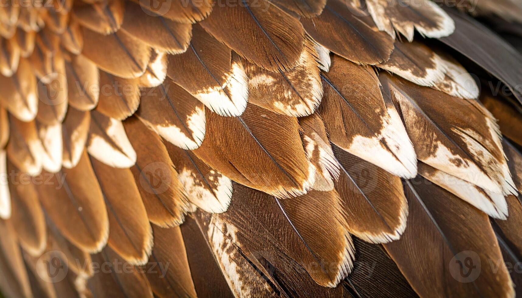Detailed View of Feathers Showcasing Patterns and Textures of a Bird in Its Natural Environment During Daylight photo