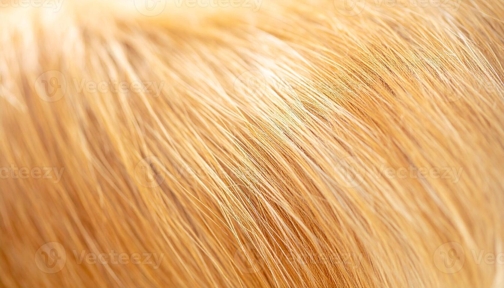 Detailed Close-Up View of Golden Fur Showcasing Smooth Texture and Vibrant Color Under Natural Light in a Cozy Indoor Setting photo