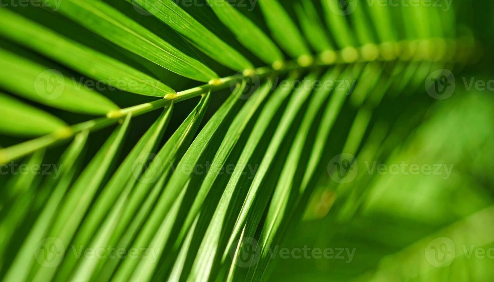 Close-up View of Vibrant Green Palm Leaves Basking in Sunlight During a Tropical Afternoon in a Lush Garden photo
