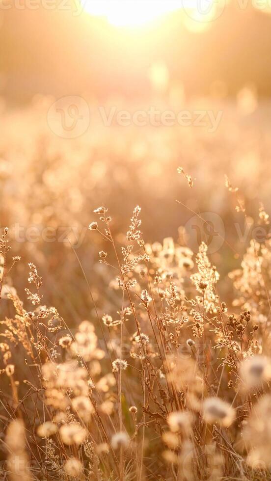 Golden Sunlight Illuminates a Field of Wildflowers at Sunset, Creating a Serene and Magical Atmosphere photo