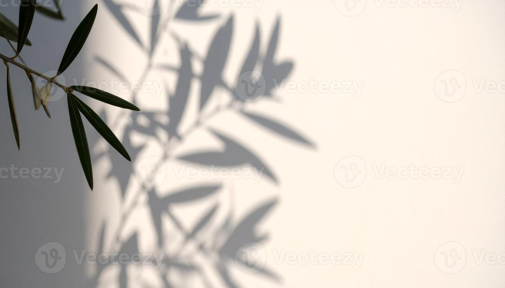 Shadows of Olive Leaves Cast on a White Wall During the Warm Afternoon Light in a Tranquil Outdoor Setting photo