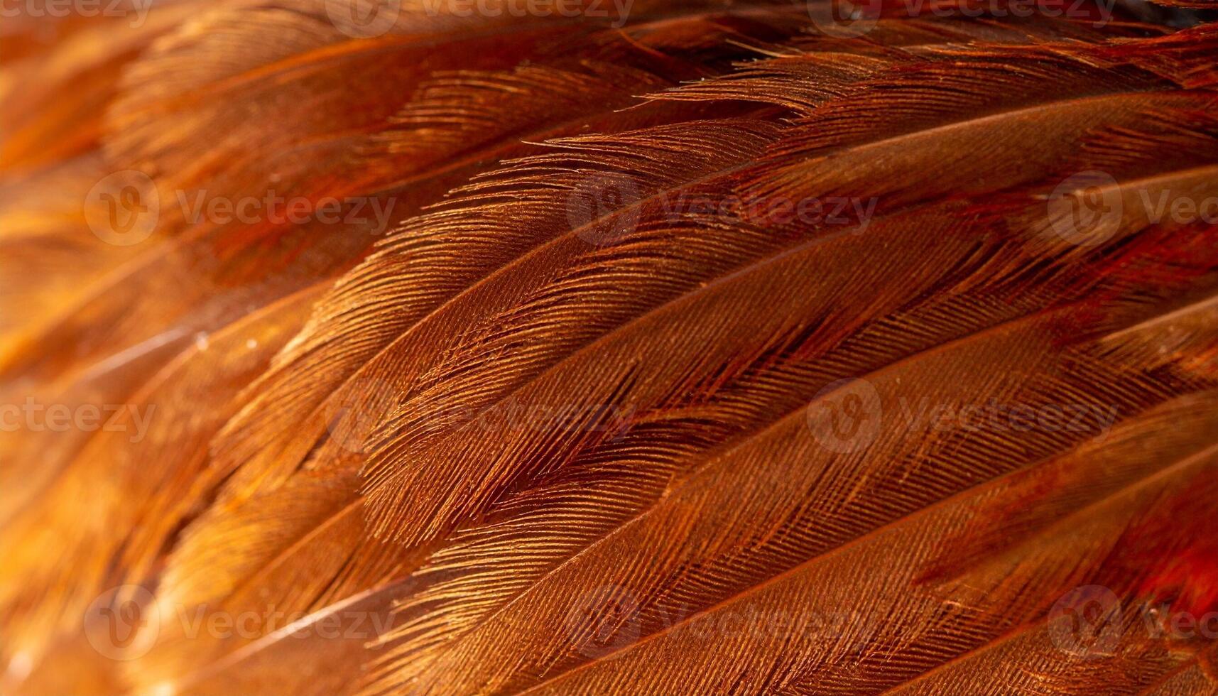 Capture of Intricate Feather Details Showcasing Rich Colors and Textures in Natural Light photo