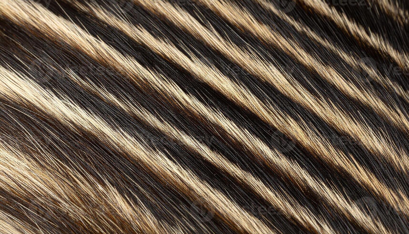 Unique Patterns of Zebra Fur Captured in Close-Up Showcasing Striking Natural Stripes and Textures photo