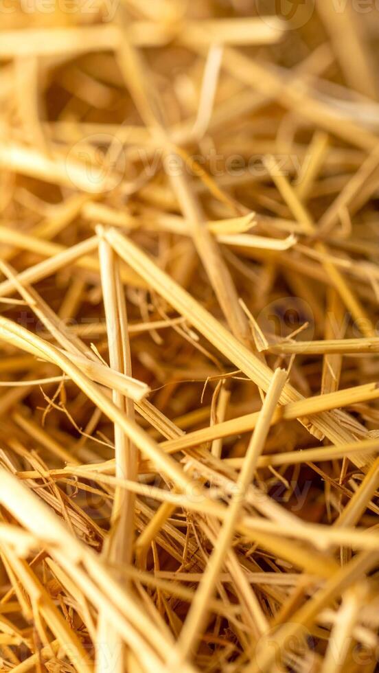 Golden Straw on a Sunny Afternoon Highlights the Abundant Harvest Season in a Rural Field, Creating a Warm and Natural Atmosphere photo