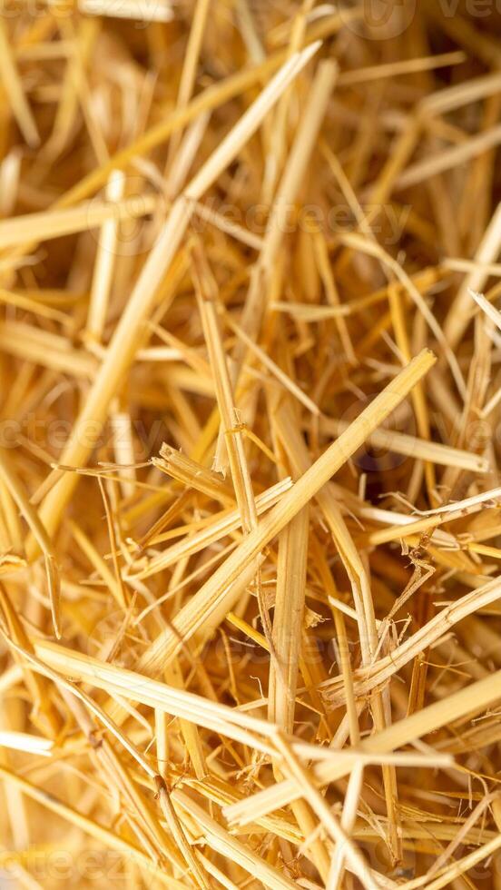 Detailed Look at Golden Straw Texture Under Warm Lighting in a Rustic Setting photo
