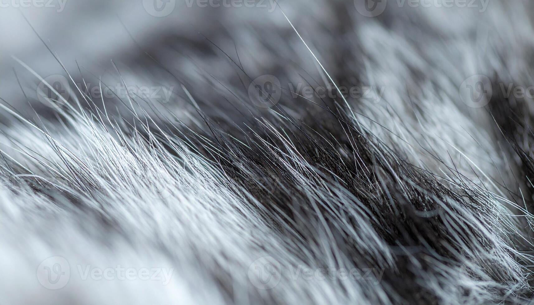 Close-up View of Soft, Textured Fur Showcasing a Blend of Black and White Strands Under Natural Light photo