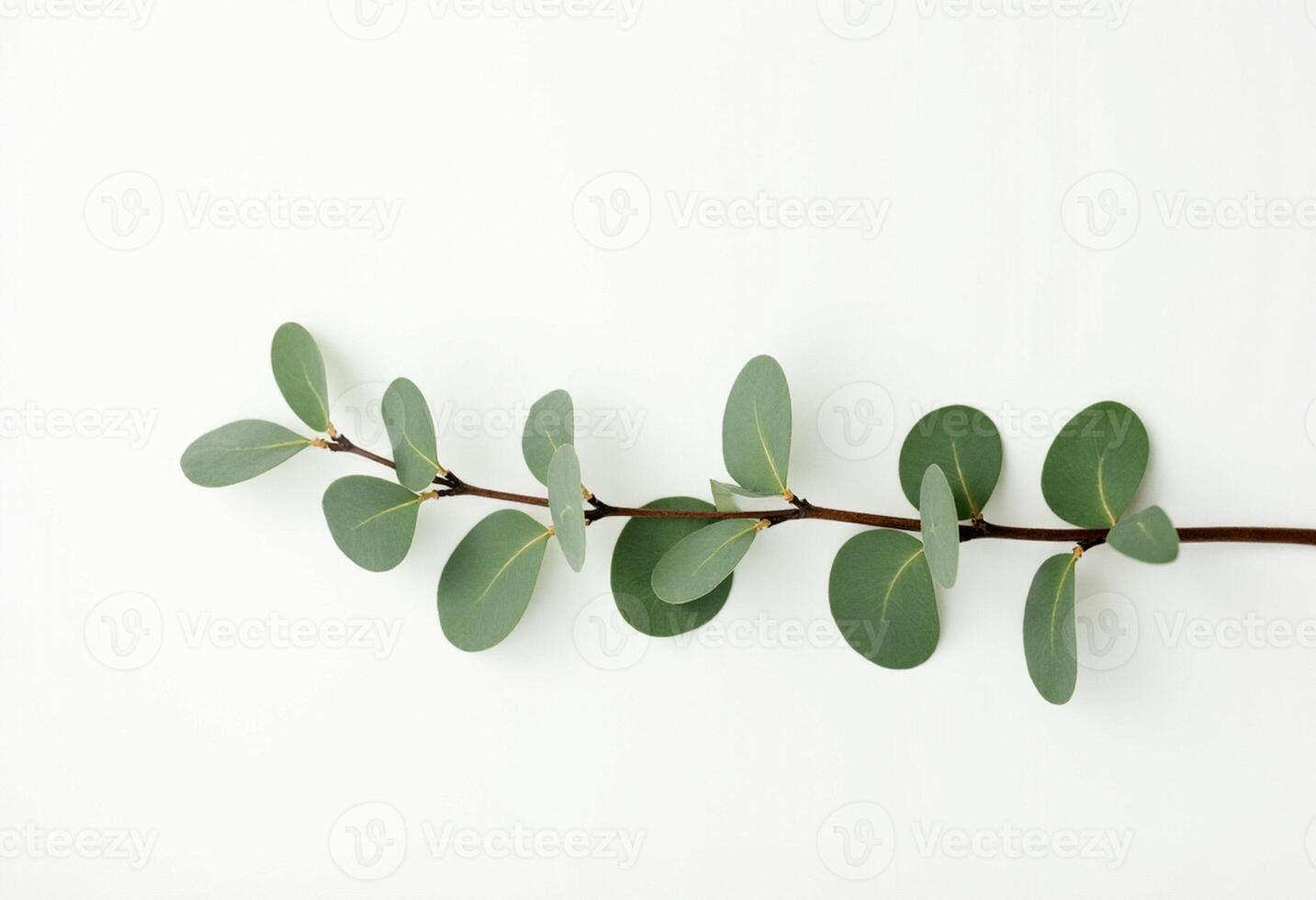 Top Down Botanical Arrangement with Leaves photo