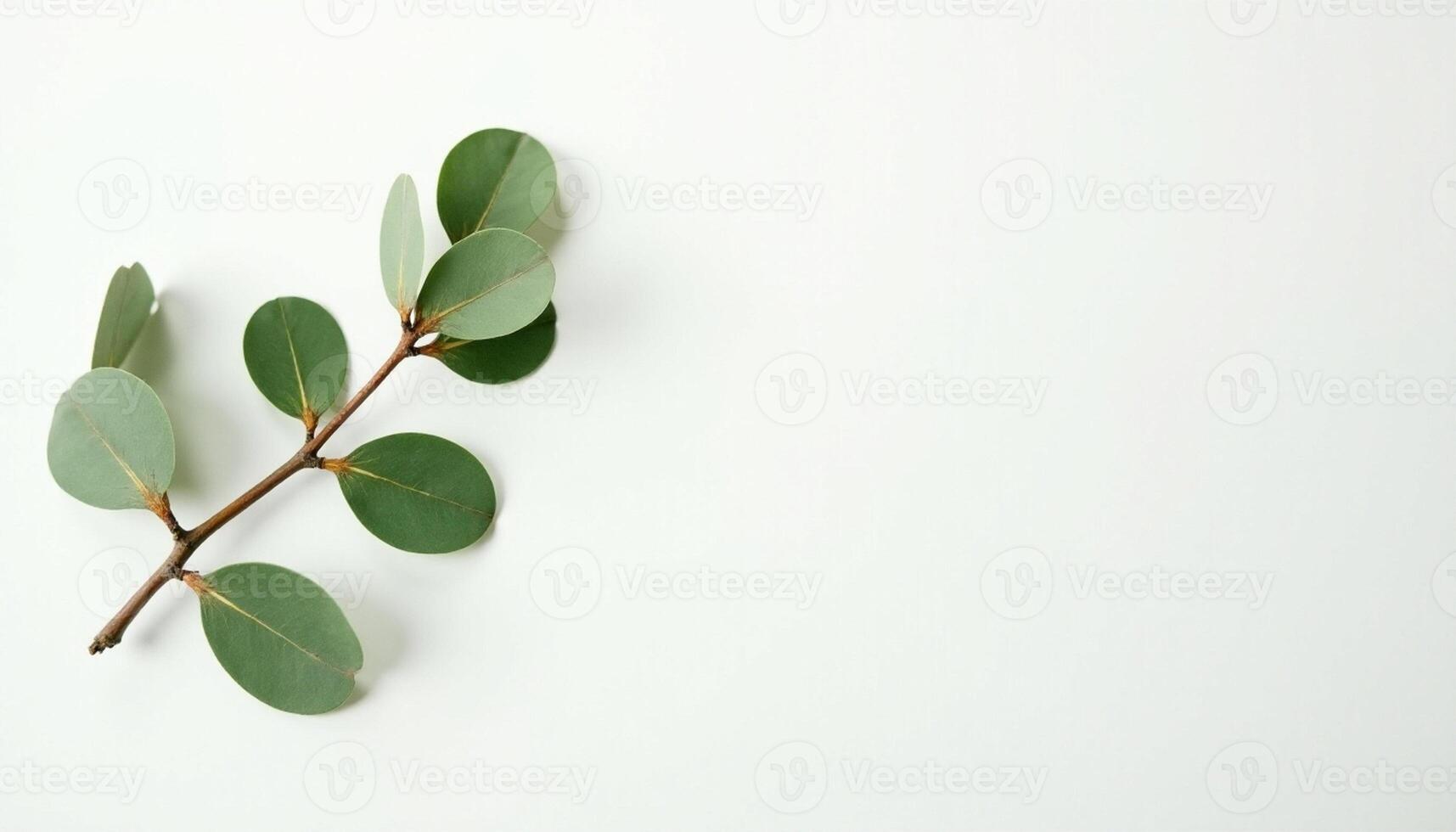 Bright Flat Lay of Green Leaf for Print Use photo