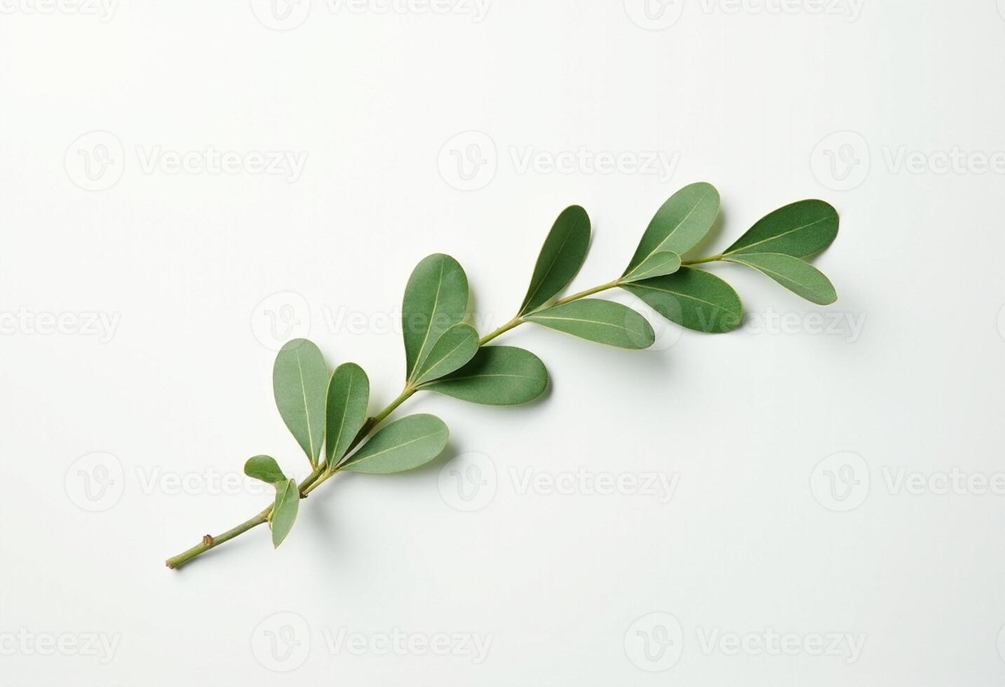 Natural Eucalyptus Sprig in Soft Shadow Style photo