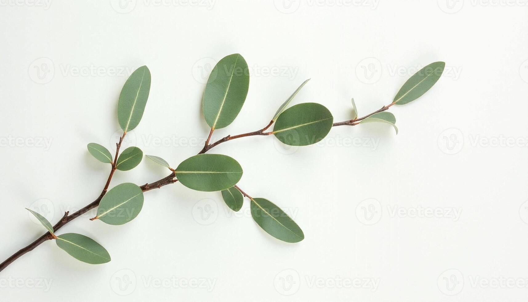 Flat Lay of Twisted Green Stem with Leaves photo