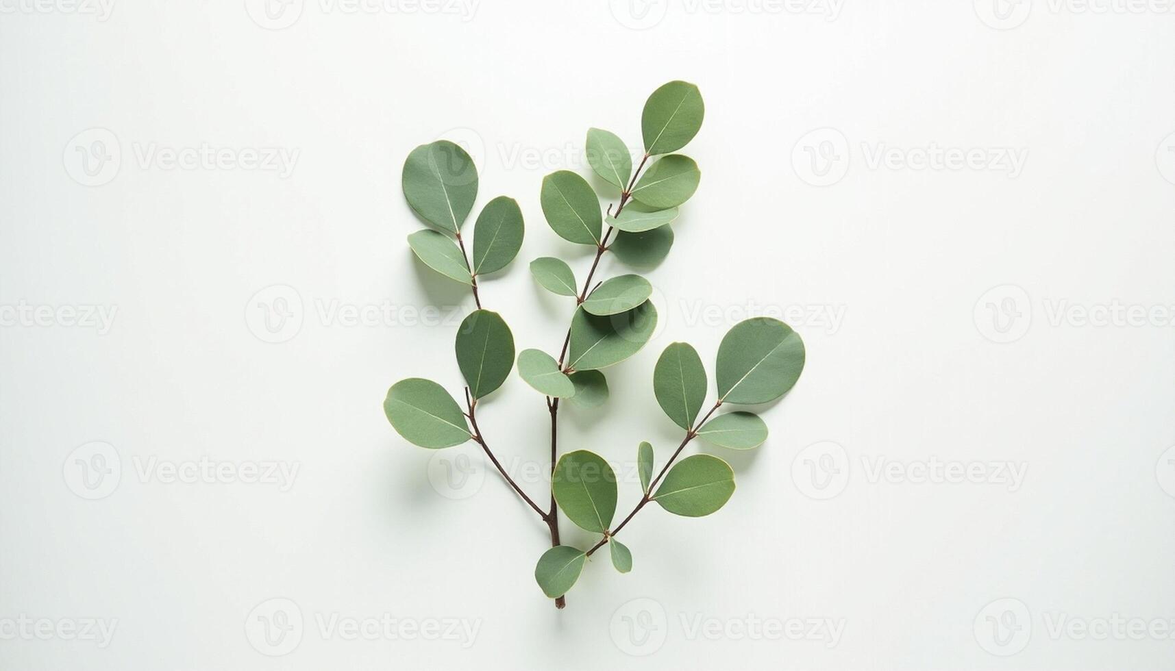 Curved Leafy Twig on White Studio Surface photo