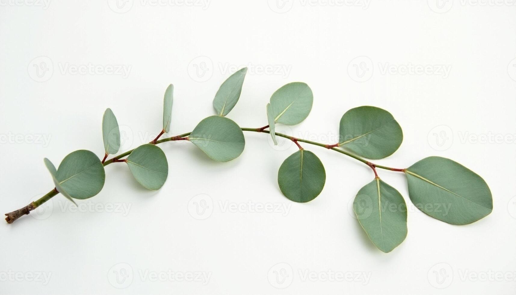 Simple Leaf Branch with Clean Aesthetic photo