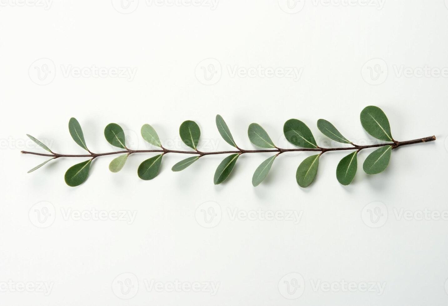 Isolated Botanical Twig for Product Mockup Use photo