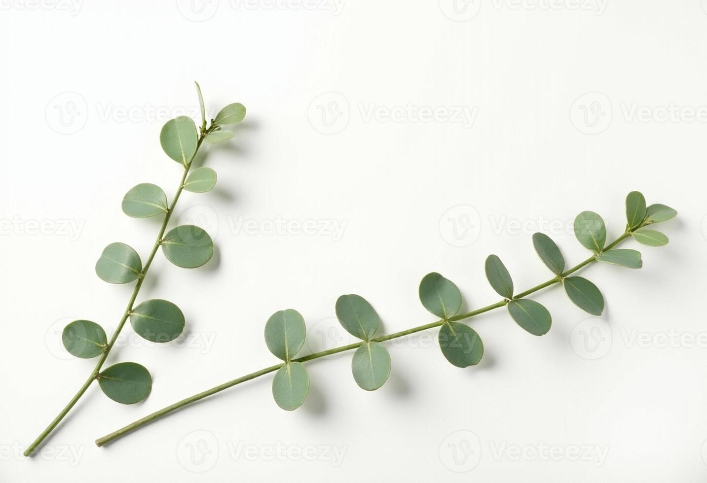 Fresh Greenery Top View for Print or Web Design photo