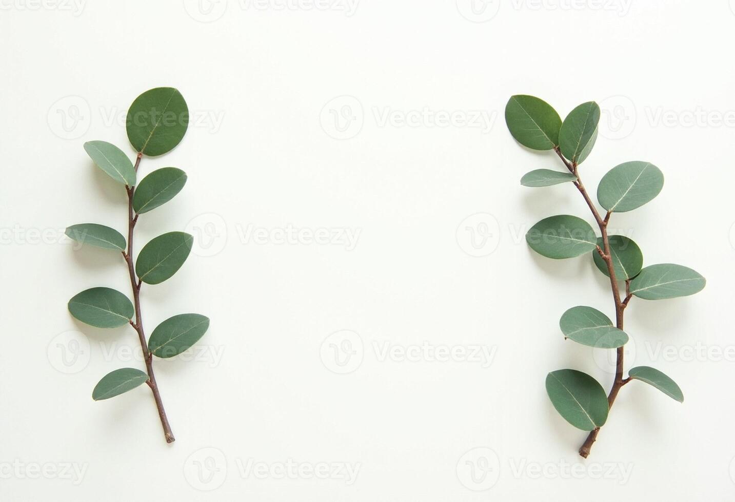 Natural Curved Leaf Twig Isolated on White photo