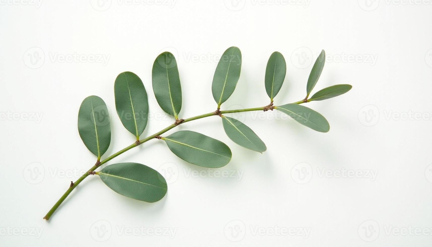 Simple Eucalyptus Arrangement in Modern Aesthetic photo