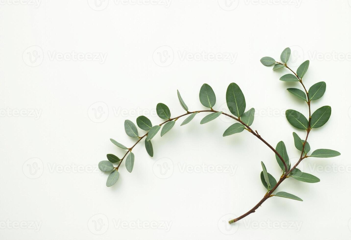 Nature-Inspired Composition with Clean Background photo
