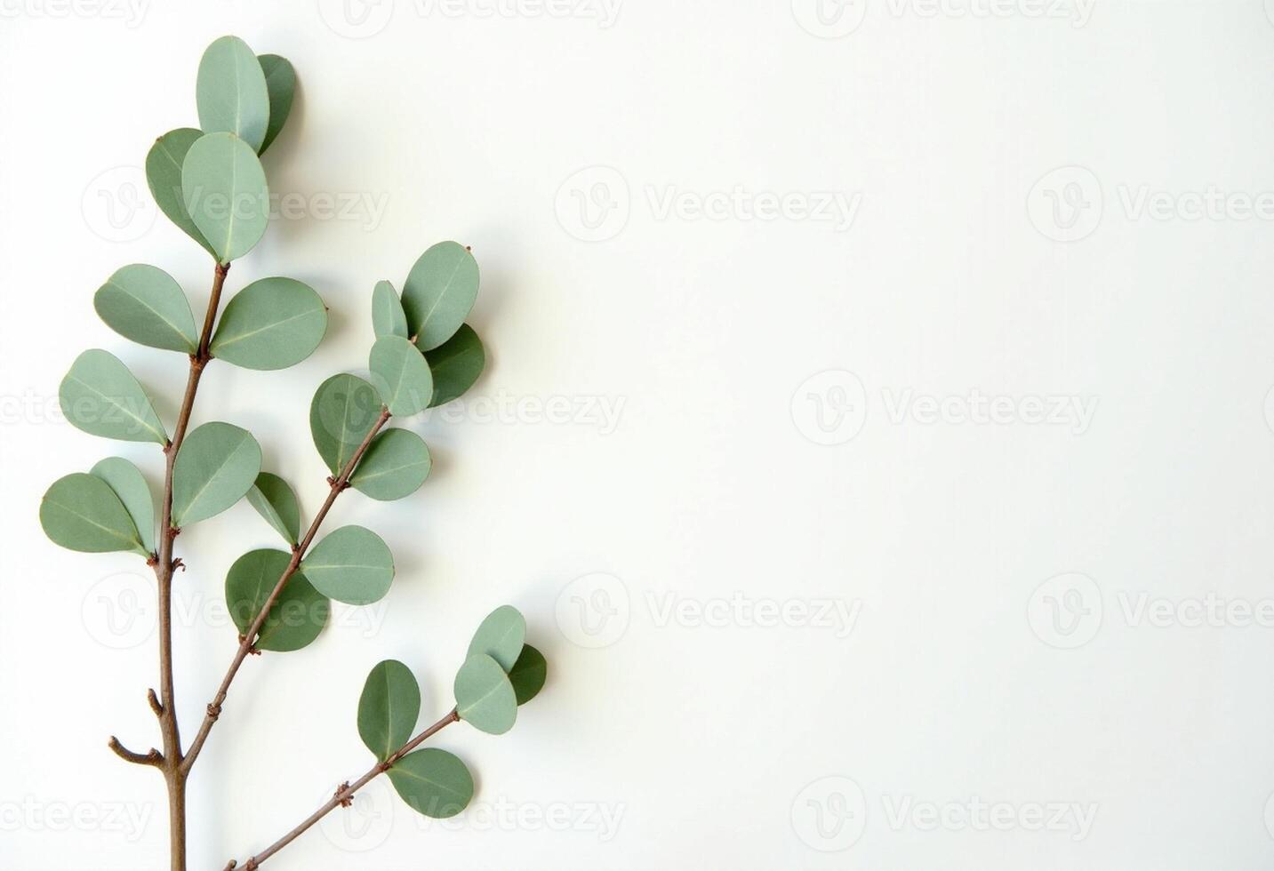 Flat Lay Botanical Branch with Green Rounded Leaves photo