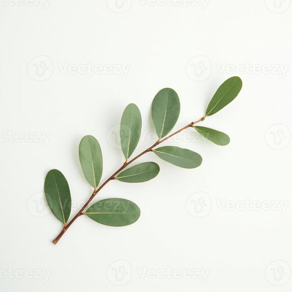 Botanical Element for Natural Aesthetic Projects photo