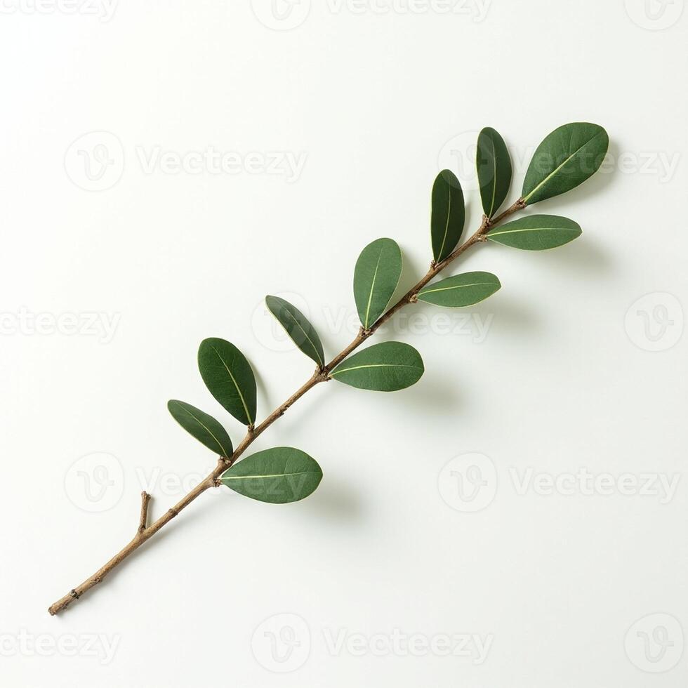 Fresh Green Plant Branch Isolated on Light Surface photo