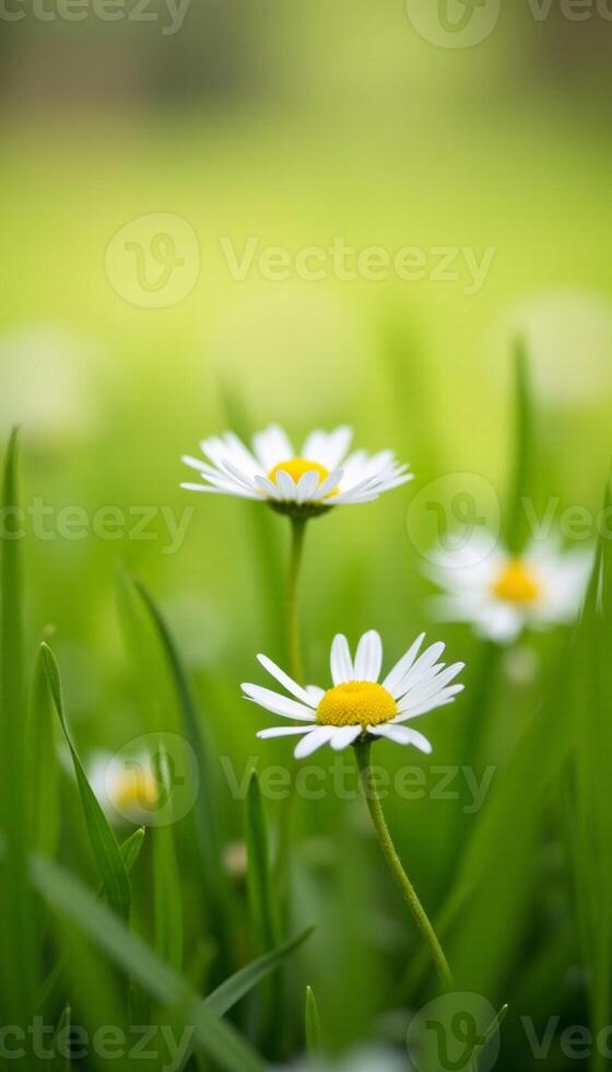 Single daisy sprouting vertically from lush green field. photo