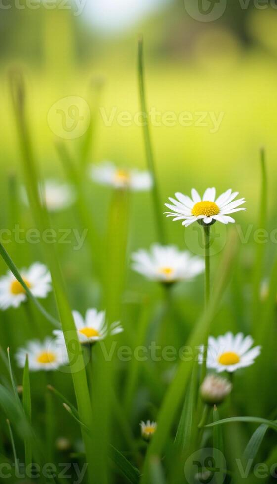 Small white daisies in sunny meadow with shallow depth of field. photo