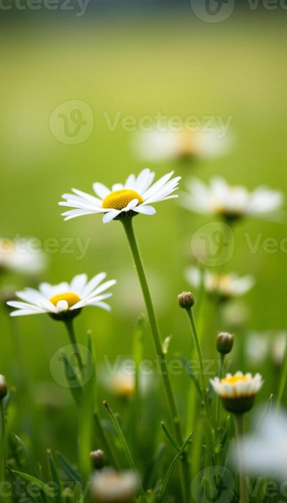 White daisies in sunlit field, blurred background with greenery. photo