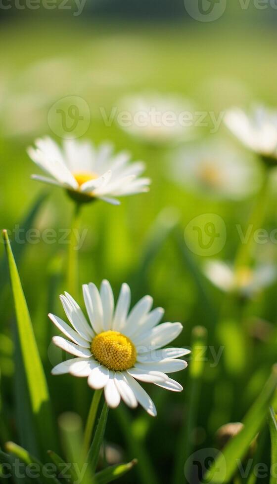 Close-up of daisy flower in natural meadow with bright soft light. photo